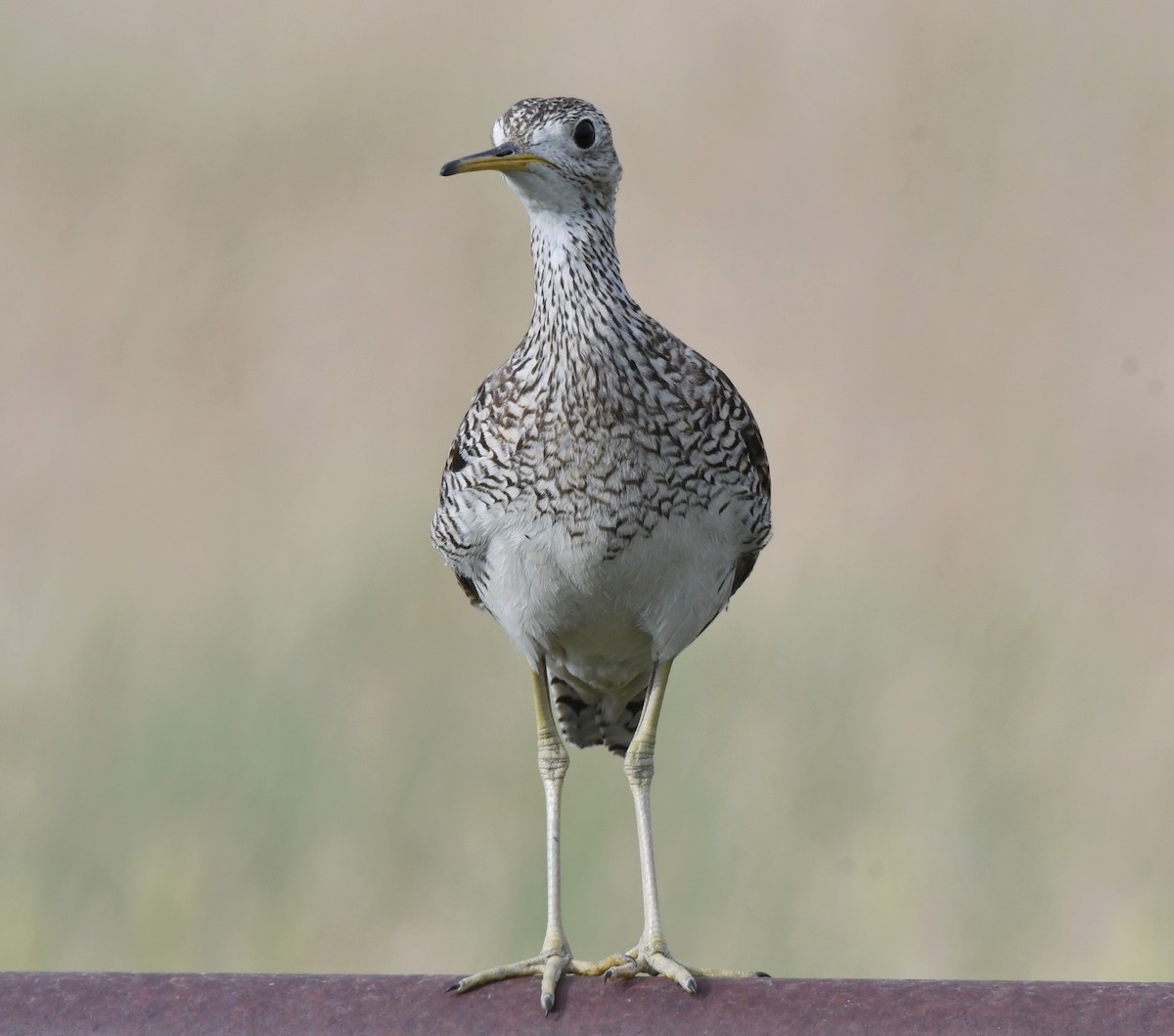 Upland Sandpiper - ML481905261