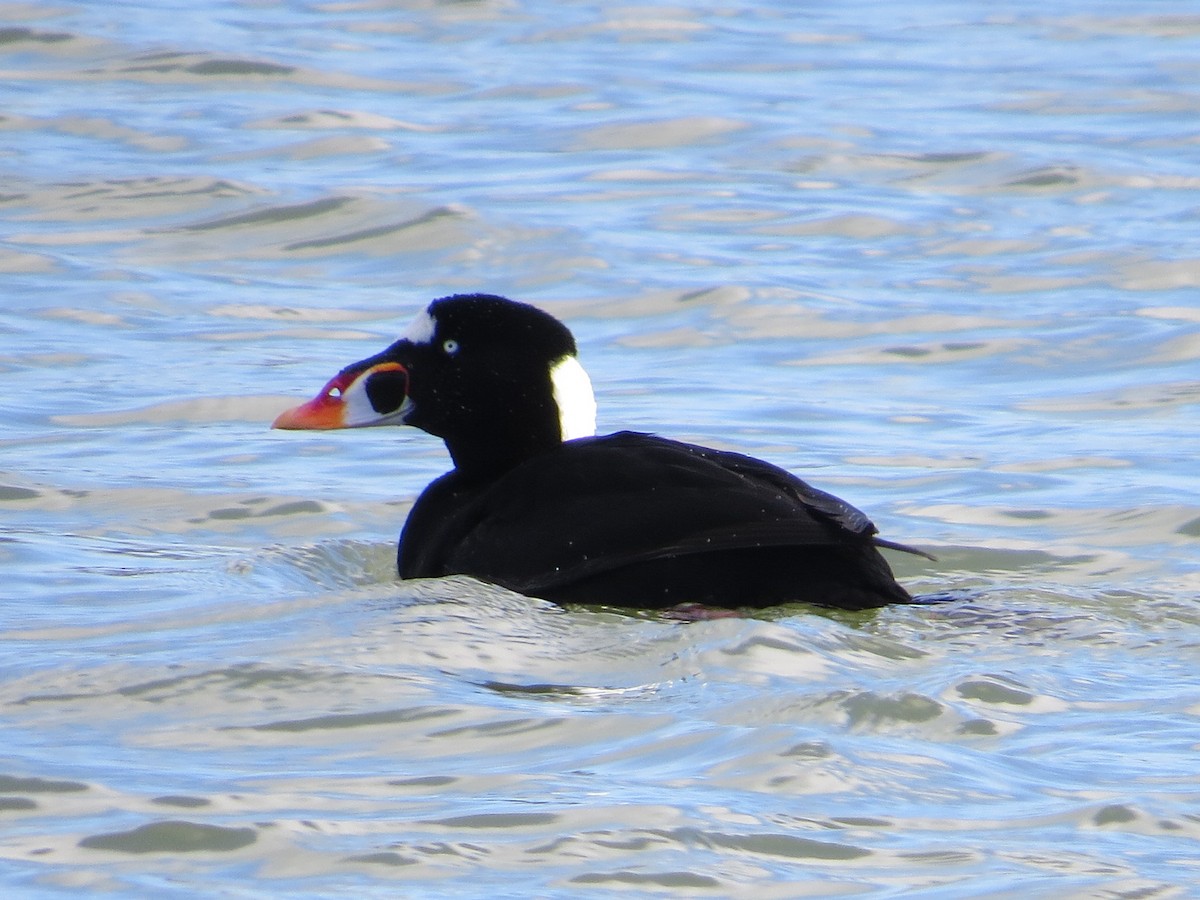 Surf Scoter - ML48190571