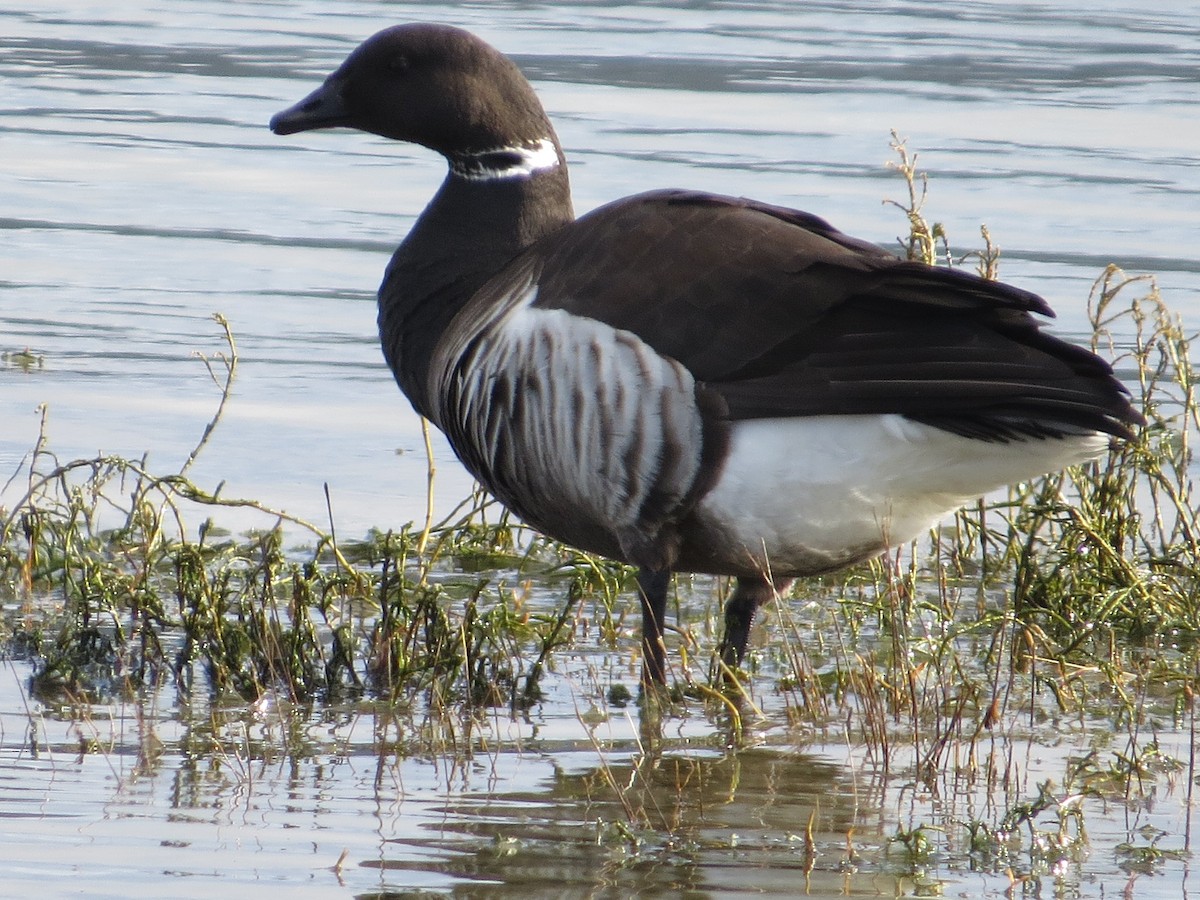 Brant (Black) - ML48190601