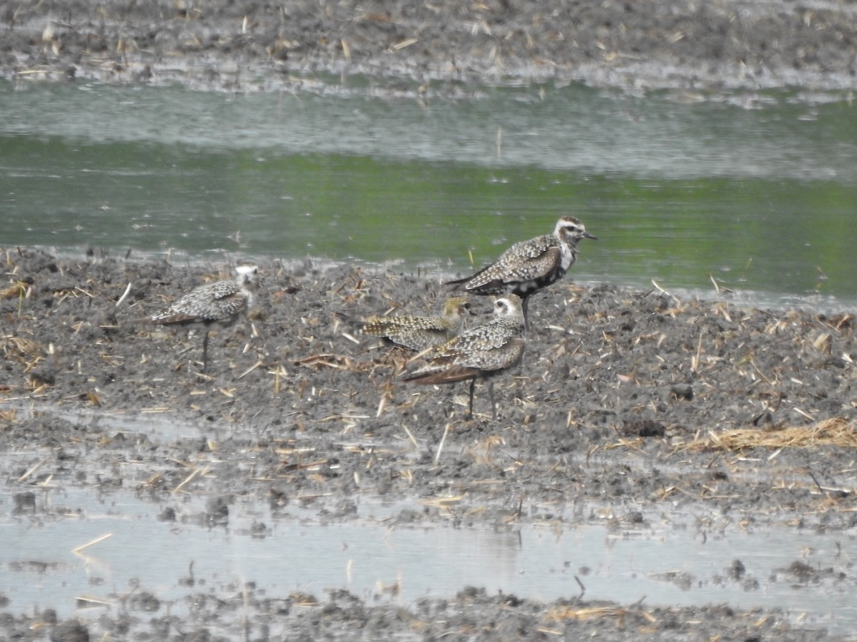 American Golden-Plover - ML481906771