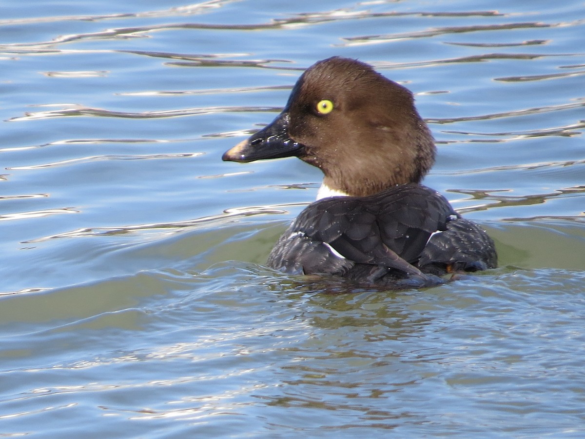 Common Goldeneye - ML48190691