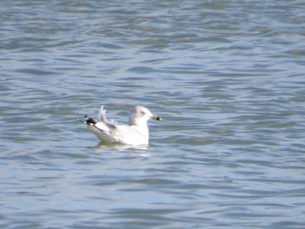 Ring-billed Gull - ML48190771