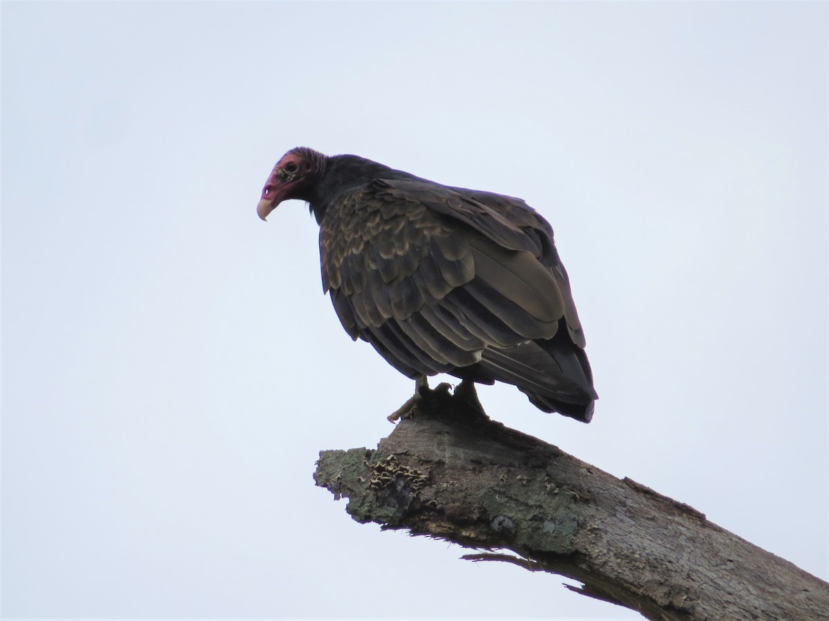 Turkey Vulture - ML481907781