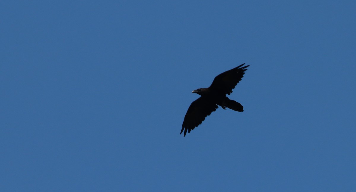 Common Raven - ML481908691