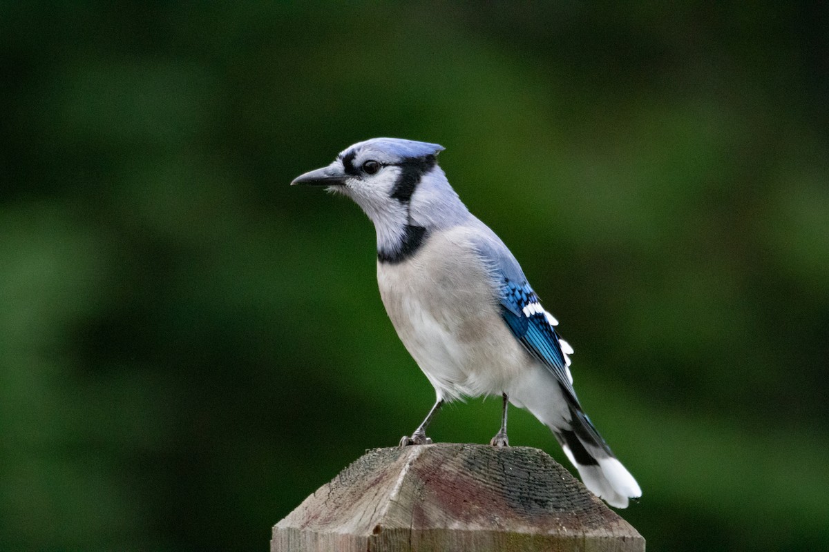 Blue Jay - ML481911761