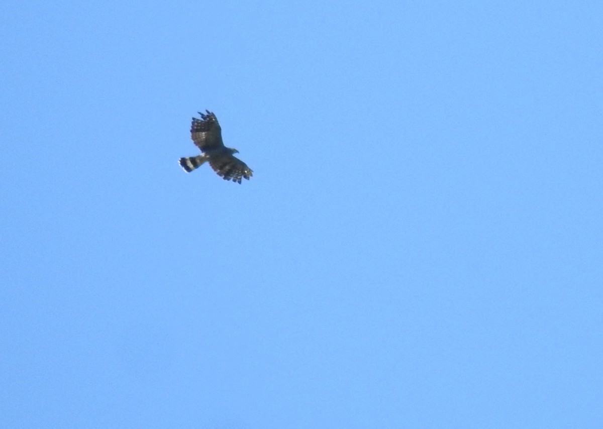 Hook-billed Kite - ML481912831