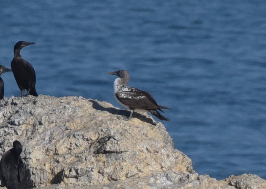 Nazca Booby - ML481913381