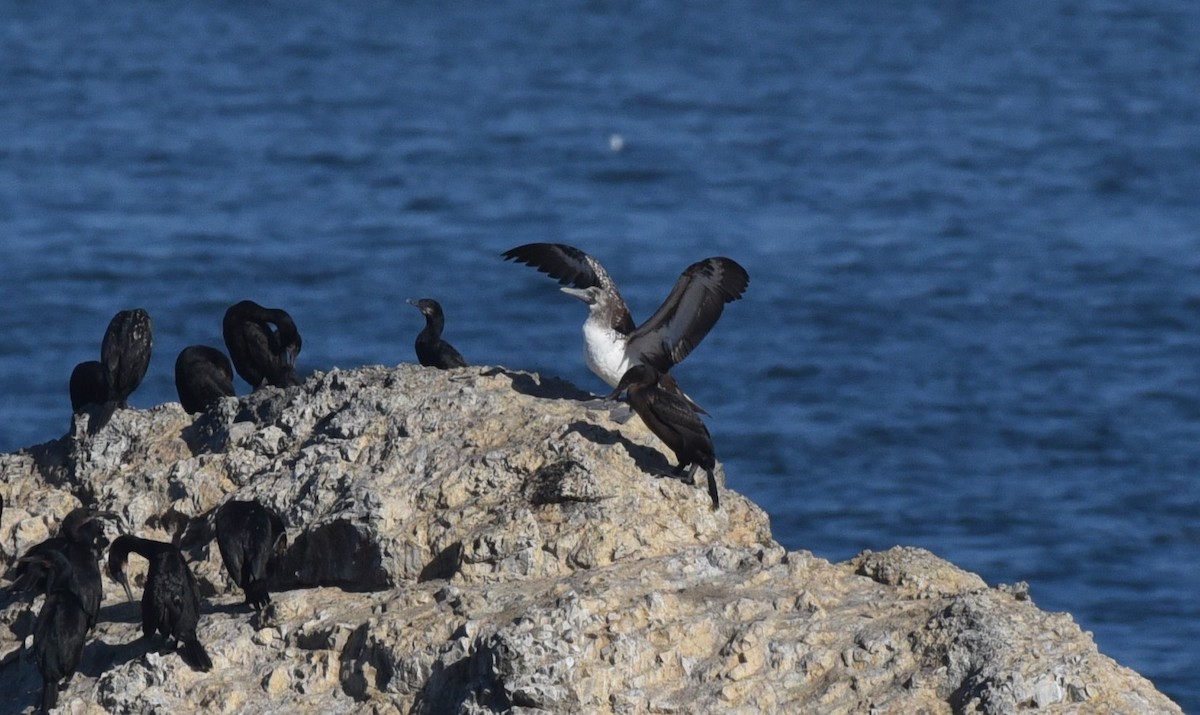 Nazca Booby - ML481913471