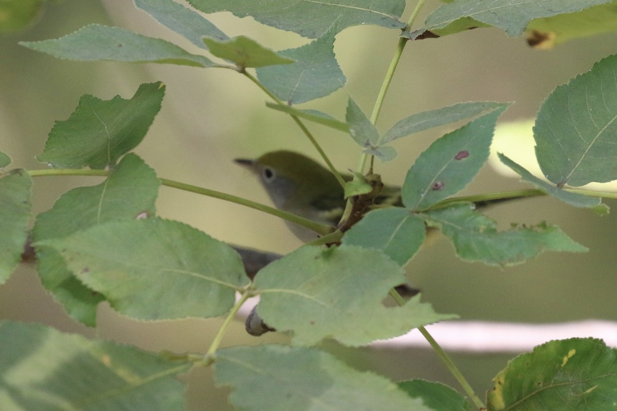 Chestnut-sided Warbler - ML481913691