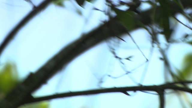 Leaden Flycatcher - ML481914