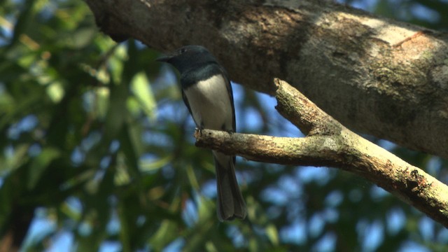 Leaden Flycatcher - ML481915