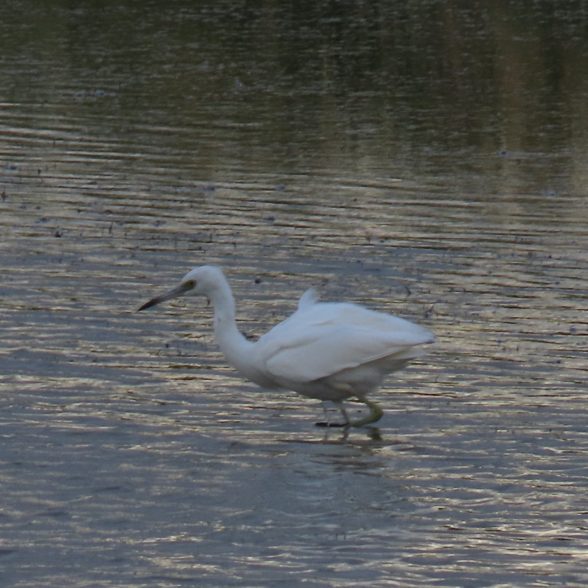 Little Blue Heron - Sylvia Craig