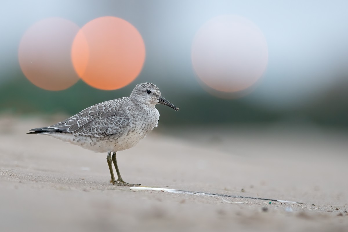 Red Knot - Matthew Dolkart