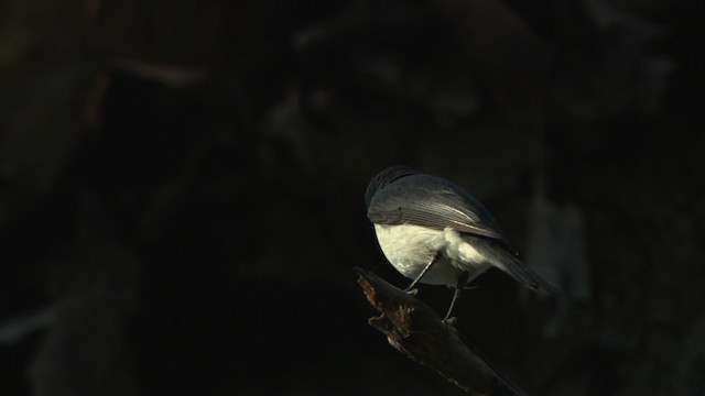 Leaden Flycatcher - ML481916