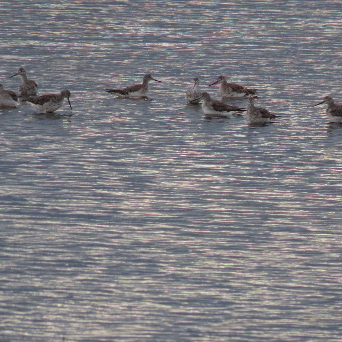 Greater Yellowlegs - ML481916001