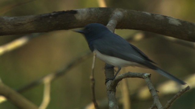 Leaden Flycatcher - ML481917