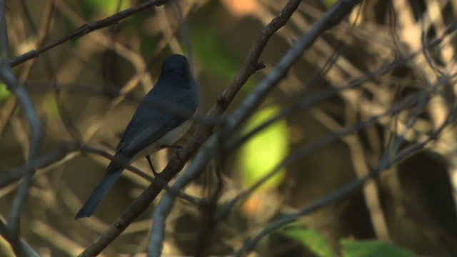 Leaden Flycatcher - ML481918