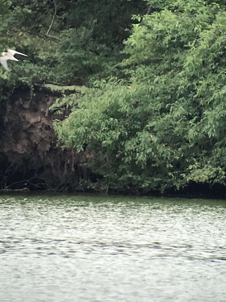 Black Tern - ML481918071