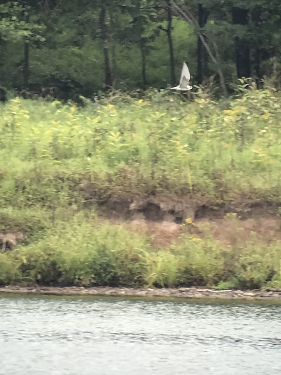 Black Tern - ML481918081