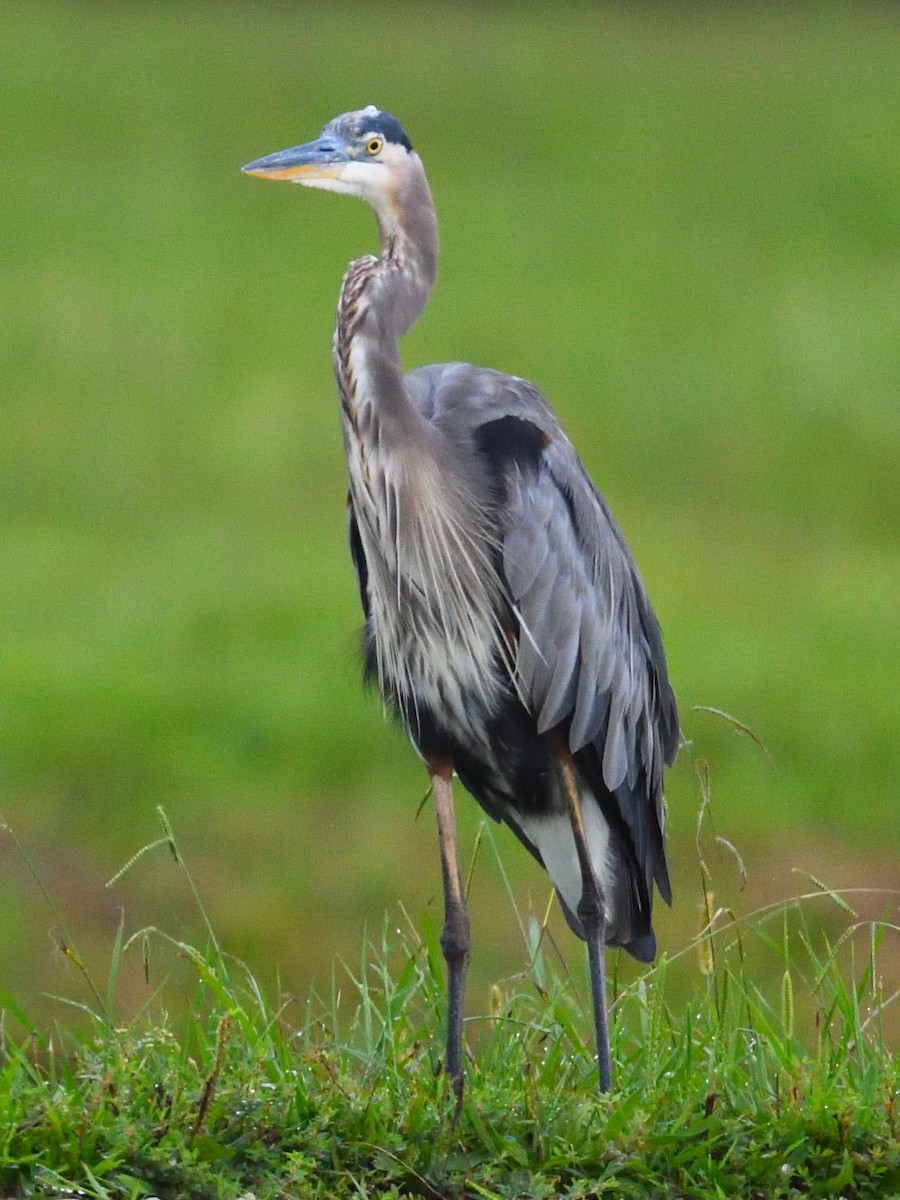 Great Blue Heron - ML481918901