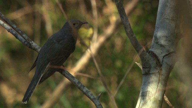 Fan-tailed Cuckoo - ML481920