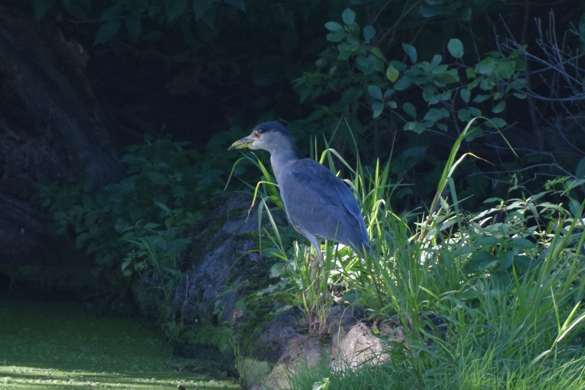 Black-crowned Night Heron - ML481921061