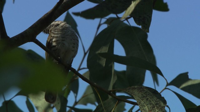 Little Bronze-Cuckoo - ML481923