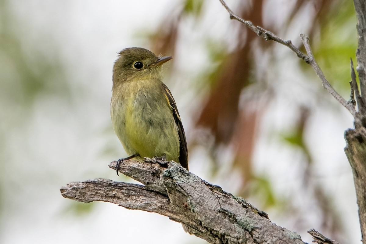 Yellow-bellied Flycatcher - Sue Barth