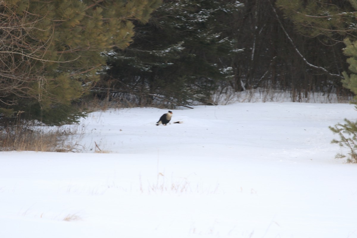 Crested Caracara (Northern) - ML48192451