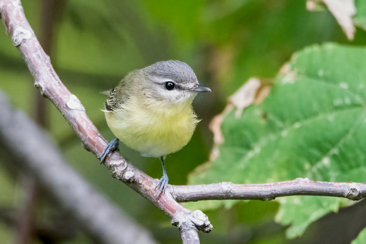 Philadelphia Vireo - Sue Barth