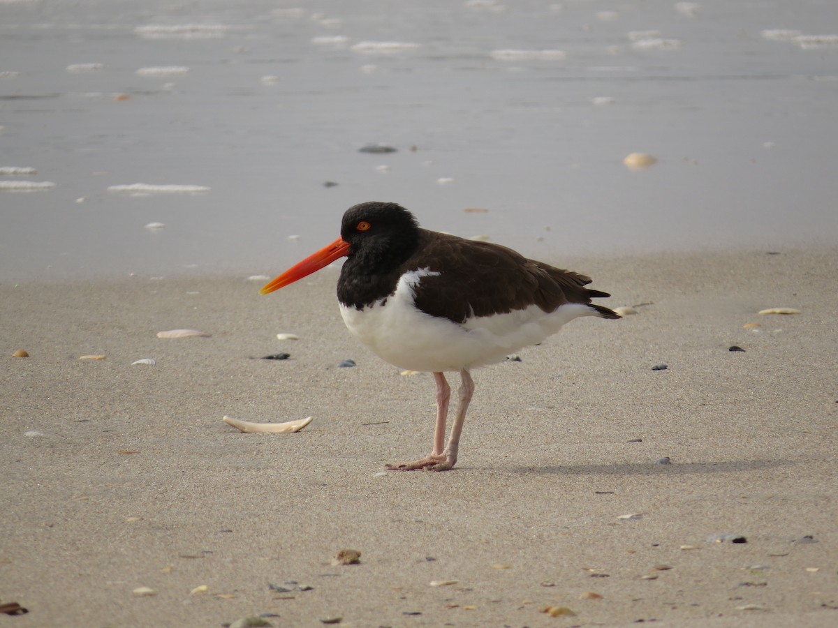 American Oystercatcher - Susan Disher