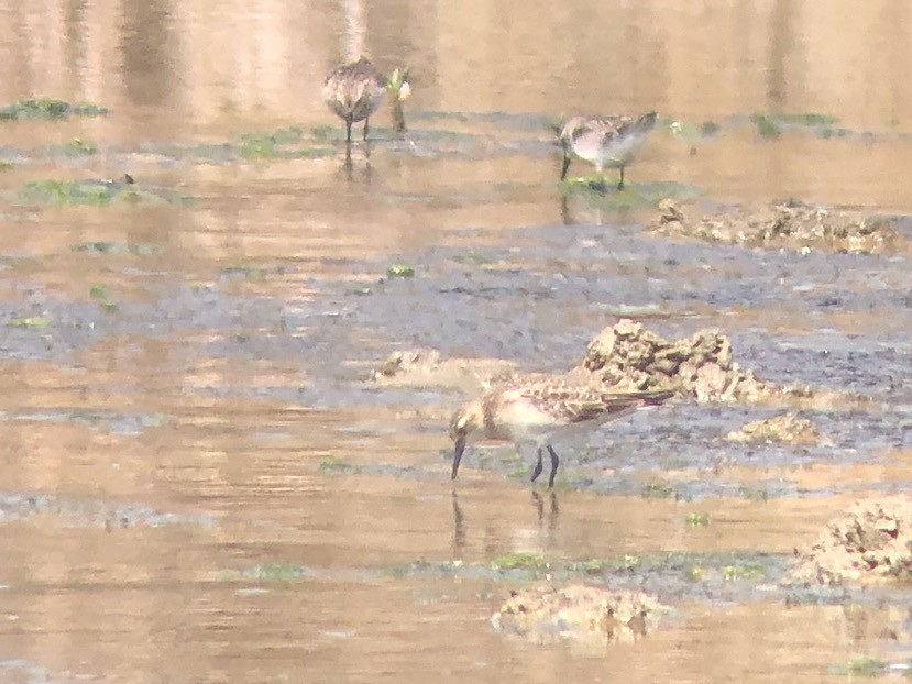 Baird's Sandpiper - Juan Figueroa