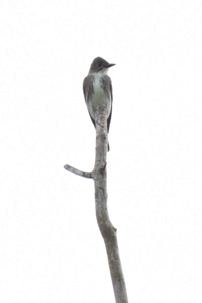 Olive-sided Flycatcher - ML481930011