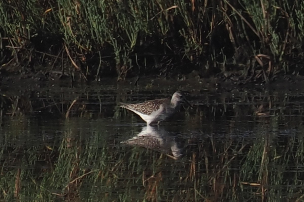 Lesser Yellowlegs - ML481930051