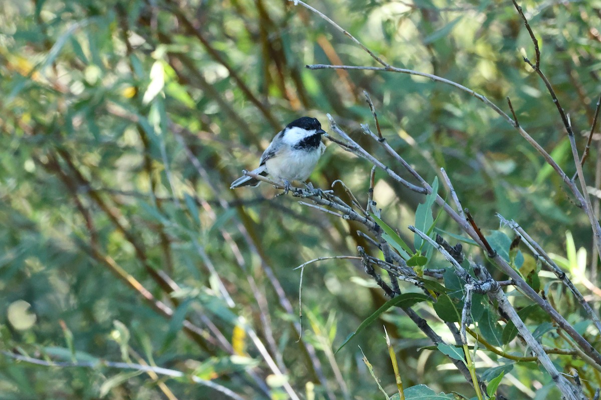 Black-capped Chickadee - ML481931041