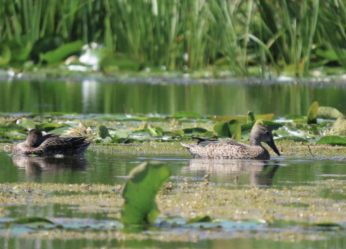 Blue-winged Teal - Emily-Kate Hunter