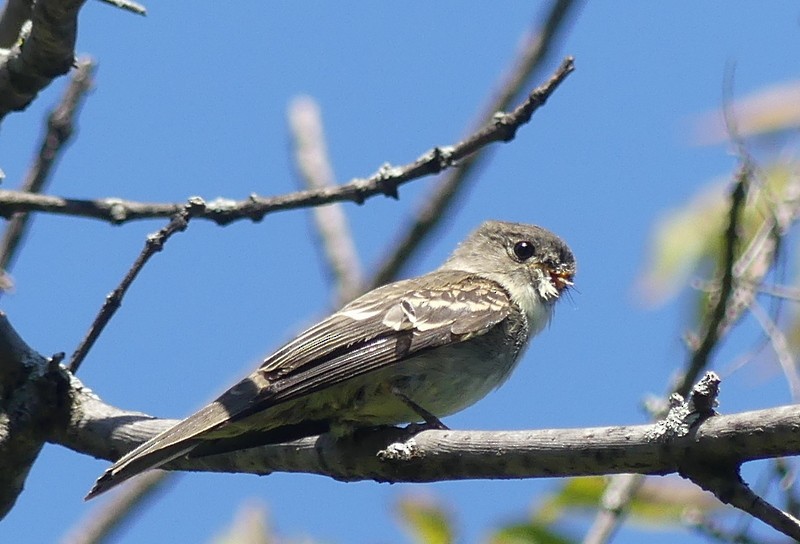 Eastern Wood-Pewee - ML481931491