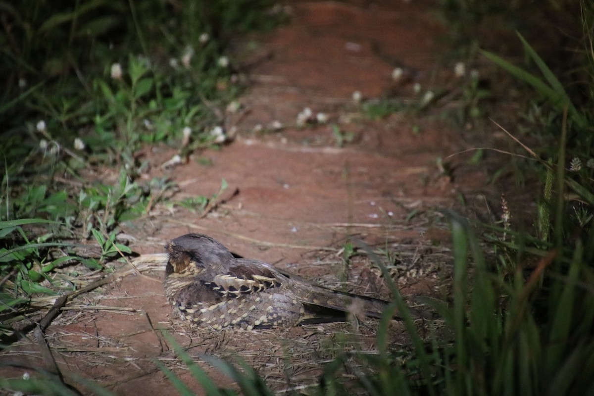 Common Pauraque - ML481932251