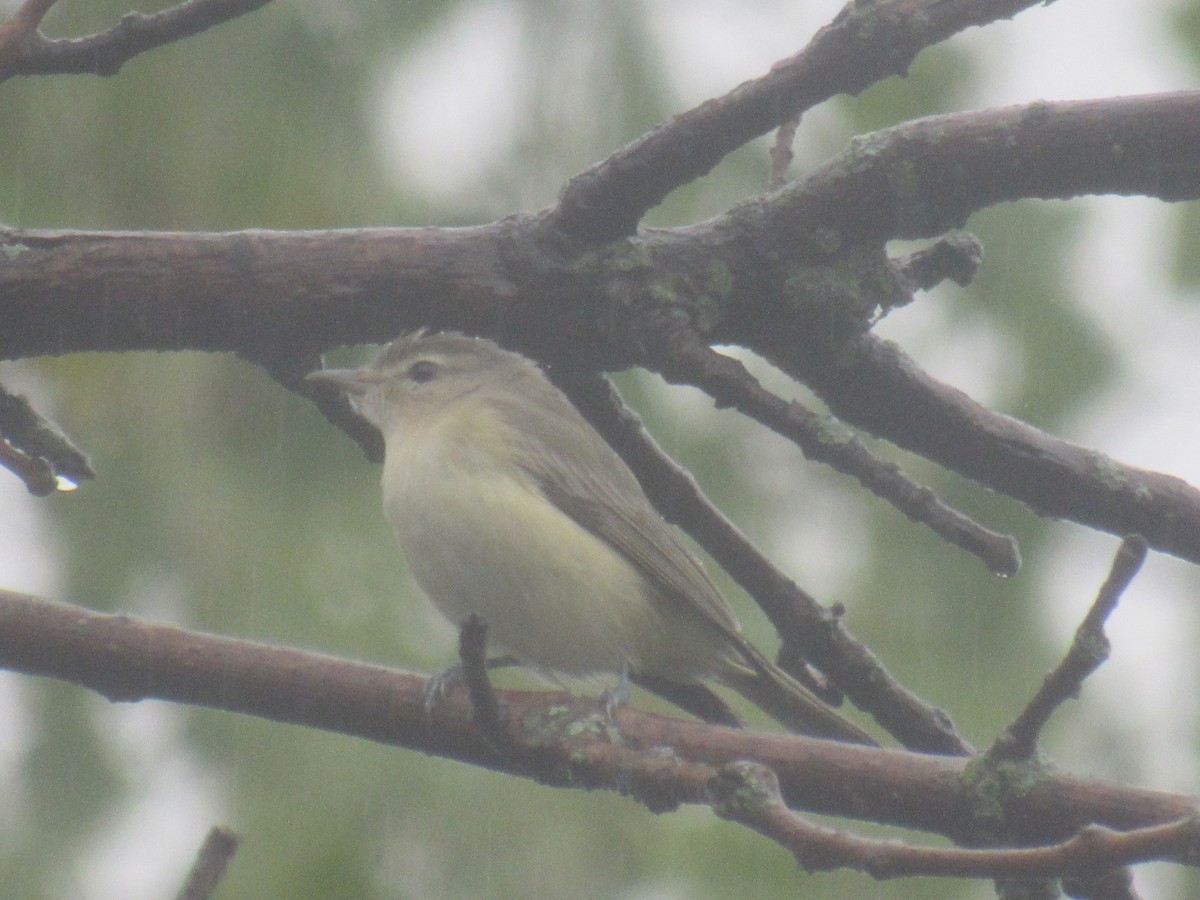 Warbling Vireo (Eastern) - ML481935621
