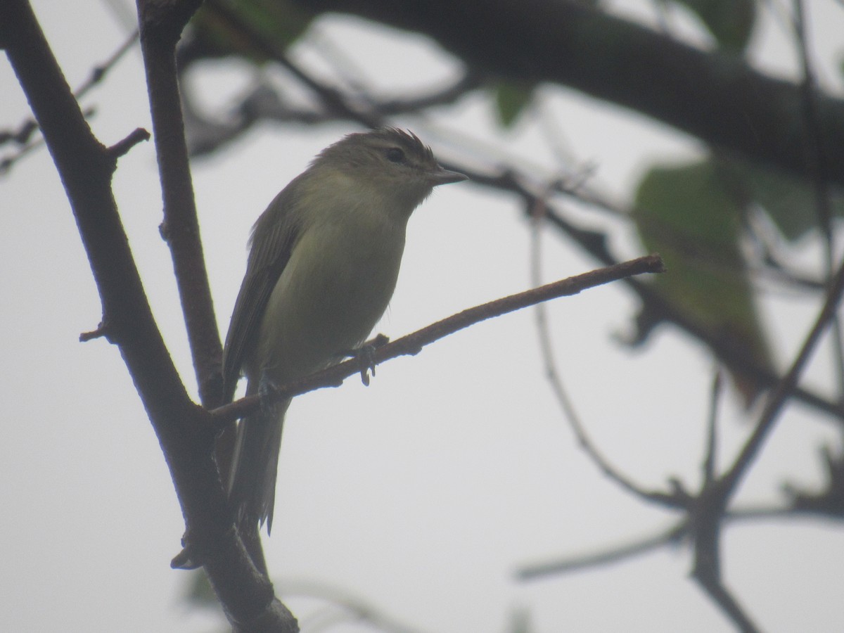 Warbling Vireo (Eastern) - ML481935631