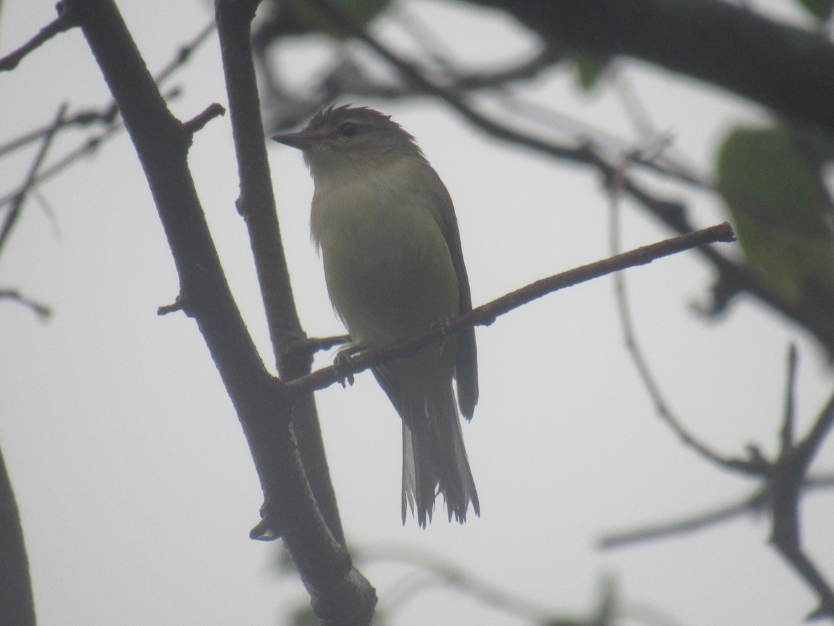 Warbling Vireo (Eastern) - ML481935641