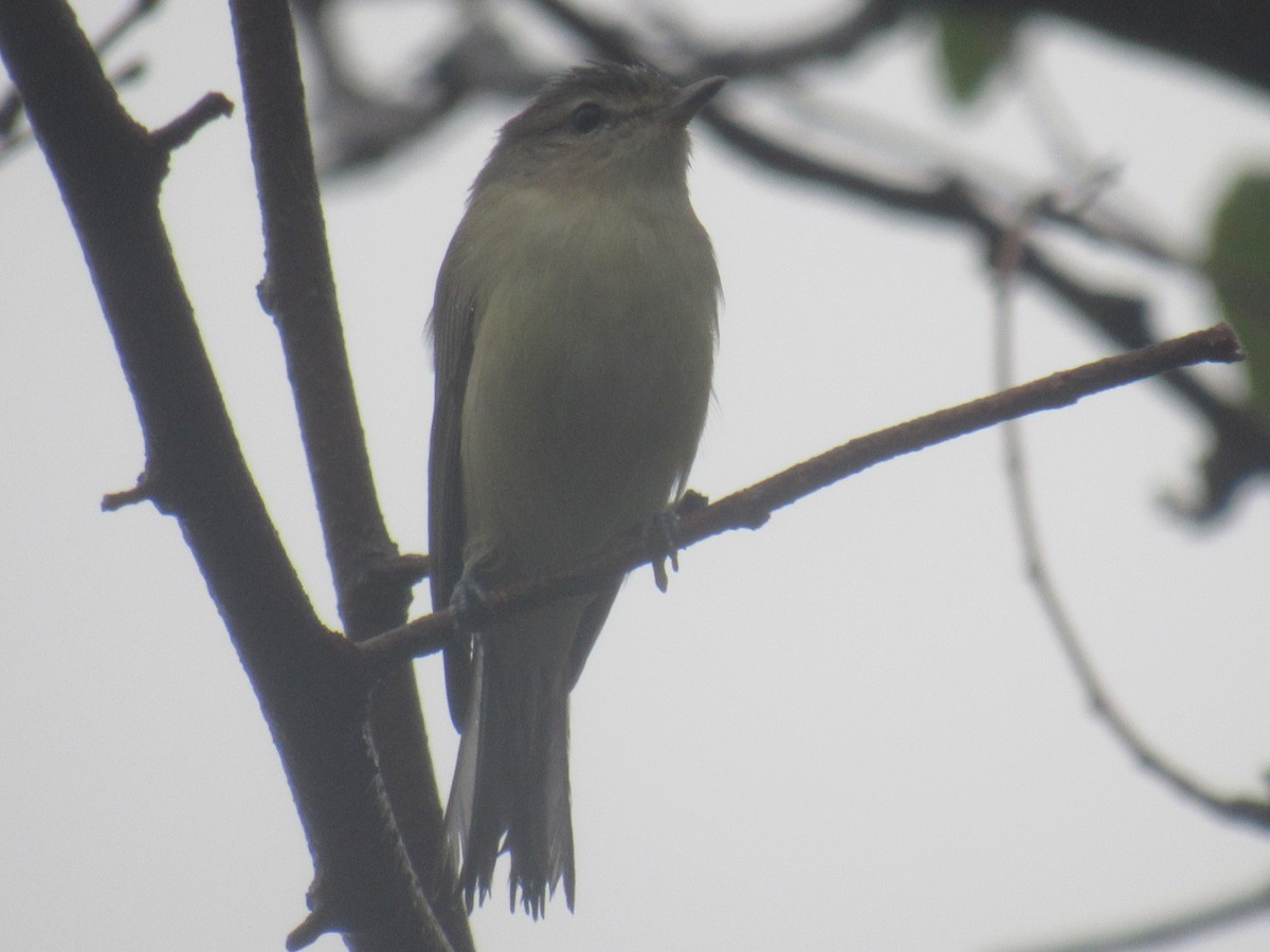 Warbling Vireo (Eastern) - ML481935651