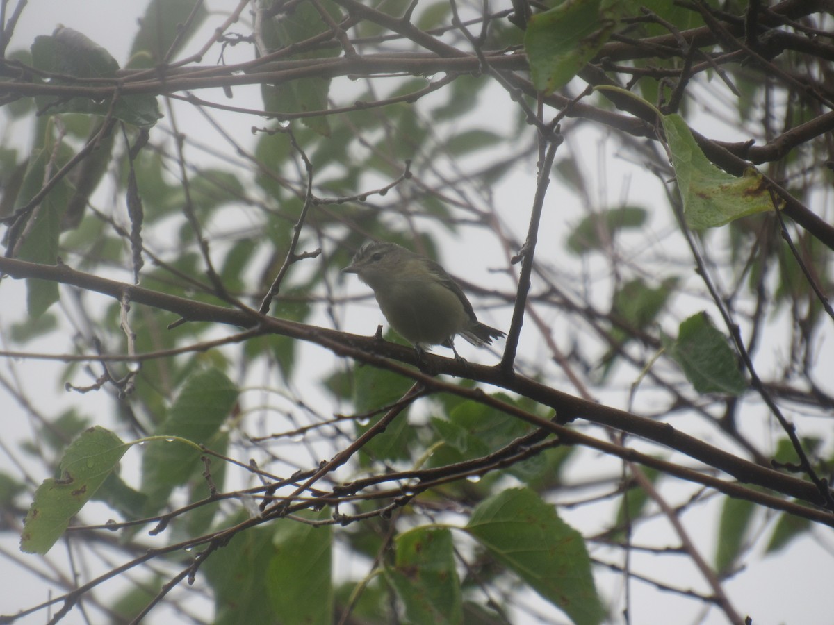 Warbling Vireo (Eastern) - ML481935661