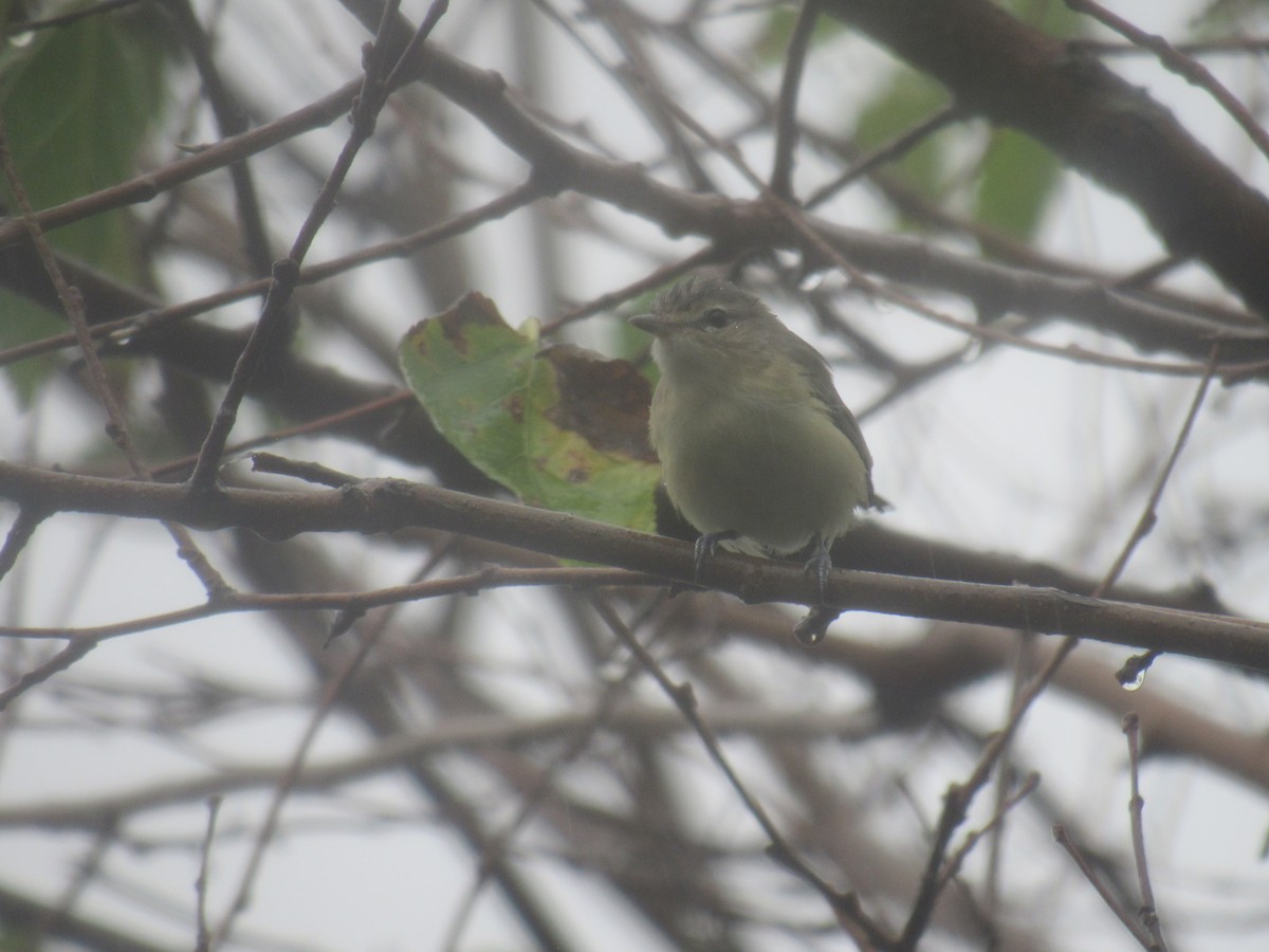 Warbling Vireo (Eastern) - ML481935671