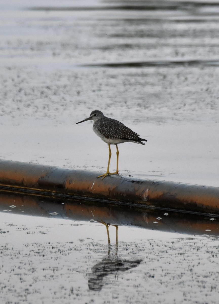 Greater Yellowlegs - ML481935691