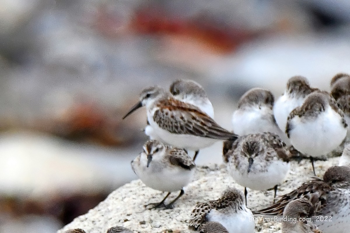 Western Sandpiper - ML481935861