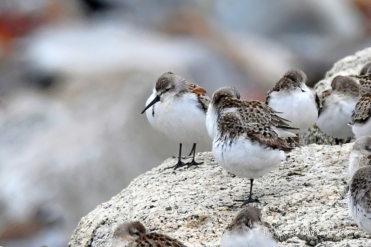 Western Sandpiper - Ethan Whitaker