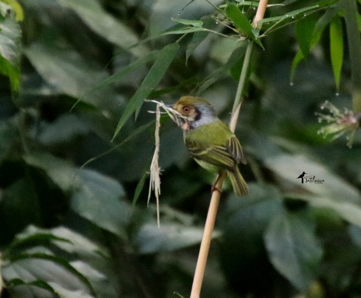 Eared Pygmy-Tyrant - ML481936901