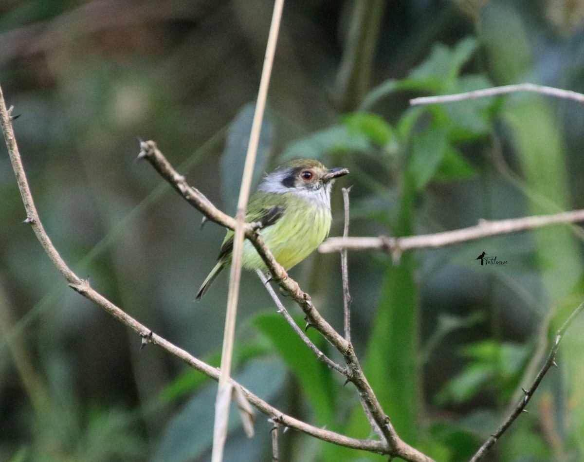 Eared Pygmy-Tyrant - ML481936911