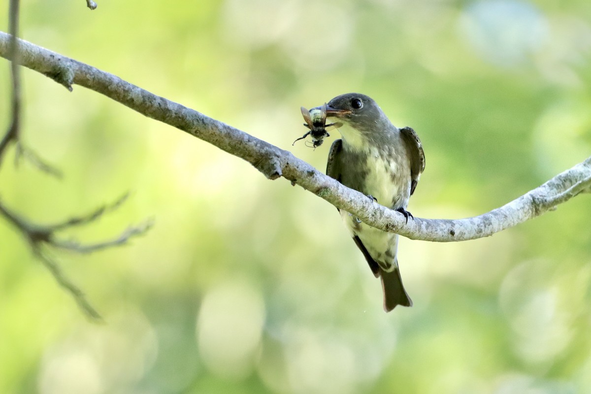 Olive-sided Flycatcher - ML481937681